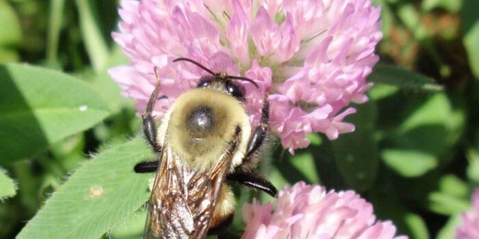 Bee sitting on a pink flower